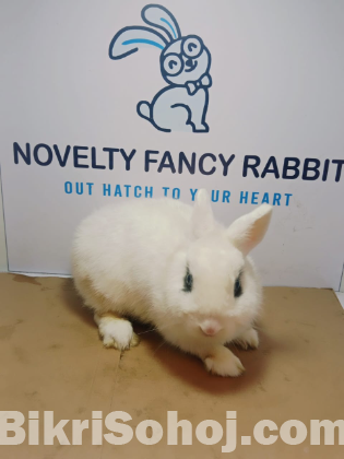 Netherland dwarf hotot rabbit bunny